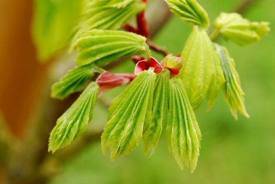 Acer shirasawanum 'Aureum' - javor shirasavanský - list jaro